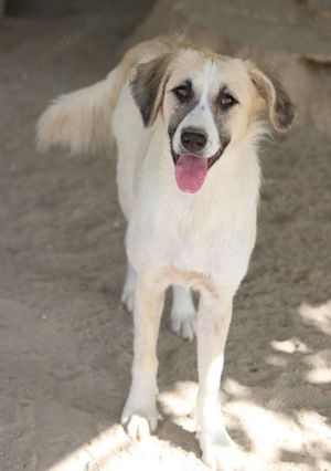 Gretchen, geb. ca. 03 2023, lebt in GRIECHENLAND, im städt. Tierheim Serres Bild 6