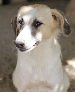 Gretchen, geb. ca. 03 2023, lebt in GRIECHENLAND, im städt. Tierheim Serres Bild 10