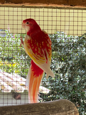 Rosella  Rosellasittich