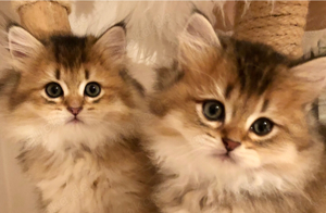 2 Britisch Langhaar BLH Kitten Kater 