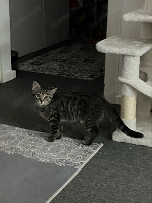 Junger Kater circa (3 Monate alt) sucht Dosenöffner