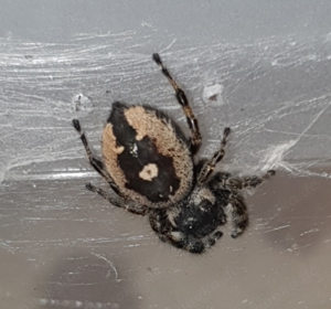 Phidippus audax bryantae 20 Stk