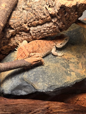  1.0 Xenagama Taylori 