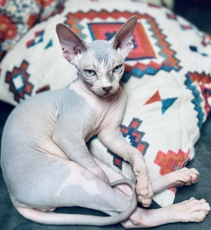 Reinrassige Sphynx Kitten