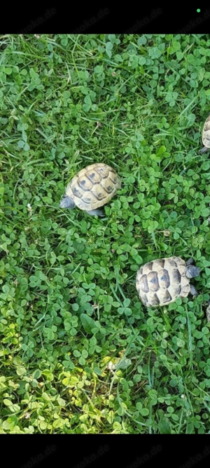 Maurische Landschildkröten Pärchen von 2023