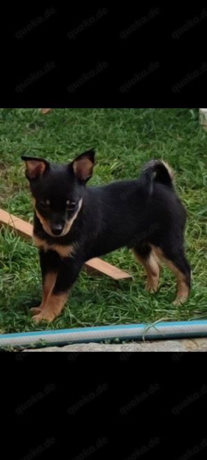 Mittel Spitz  + Pinscher Art Mix Babys tricolor 