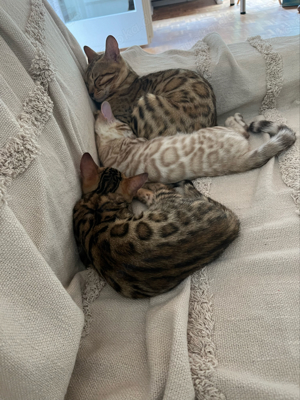 Bengal (- kitten) von den hölzernen Wiesen