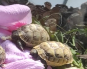 Maurische Landschildkröten 