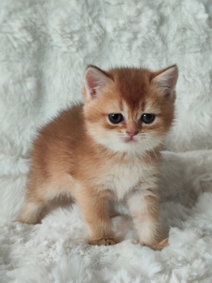 2 kitten noch frei reinrassige BKH mit Stammbaum 