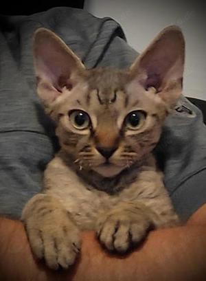 Kater Devon Rex