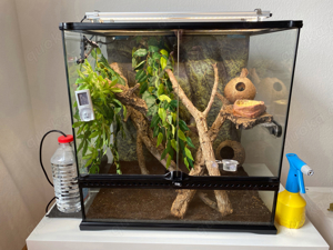 Kronengecko Männchen inklusive Terrarium