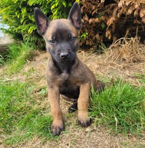 Reinrassige Malinois Welpen 