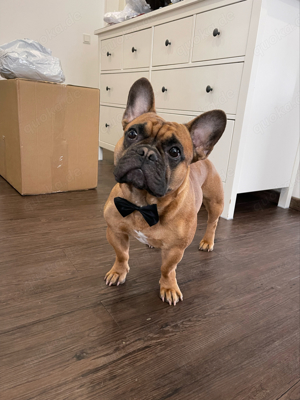  Französische Bulldogge Deckrüde nachwuchs paaren 