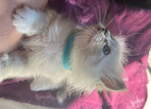 Ragdoll Kitten reinrassig 