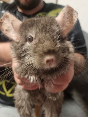 Chinchilla Weibchen 