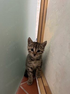 Katzenbabys zu verkaufen