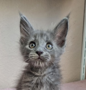 Edle XXL Maine Coon dürfen ausziehen