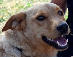 Beauty - ist ein Anfängerhund.In ihrem großen Herz haben liebe MenschenPlatz, die ihr ein Heim geben