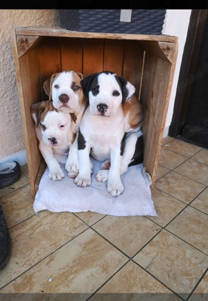 Old English Bulldog - American Bulldog-Mix 