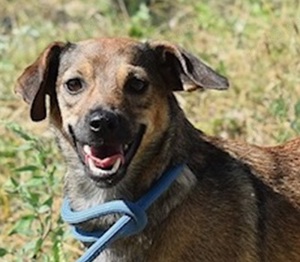 Lidy - eine kleine, sanftmütige Hundedame, die eine treue Begleiterin sein wird.