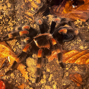 [V] Brachypelma Hamorii + Terrarium