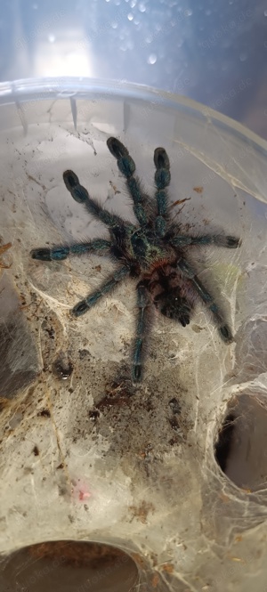 Caribena versicolor 1.1