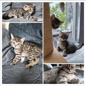 Norwegische Waldkatze Kitten 