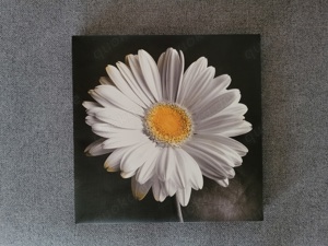 Wandbild Bild Gänseblume