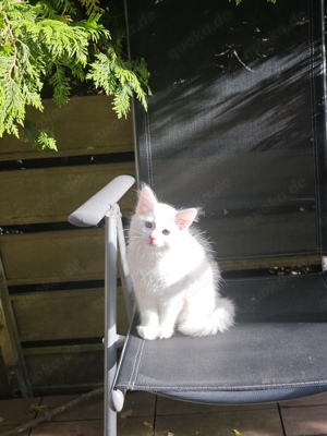 Weiße türkisch Angora Kitten zu verkaufen 