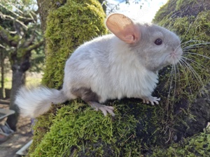 Chinchillas zu vergeben!