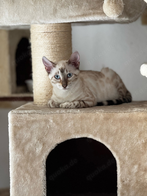 Snow Mink Bengal Kitten 