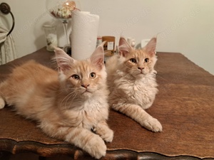 Maine Coon Kitten 