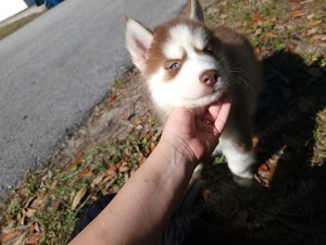 Nette Siberian Husky-Welpen