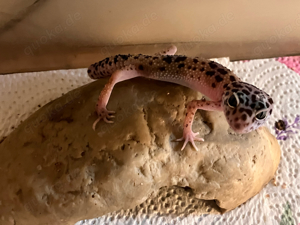 Leopardgeckos Gecko Haustier Echsen Reptil Terraristik Leopardgecko