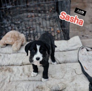 Sasha sucht ein liebevolles Zuhause