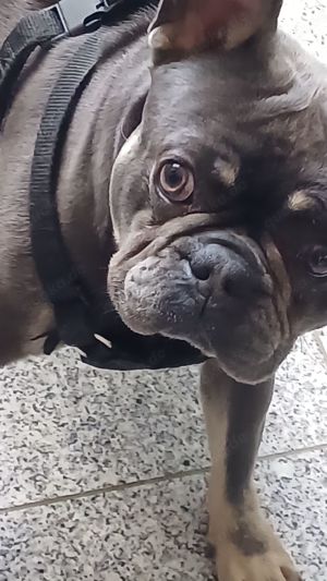 Französische Bulldogge Rüde 