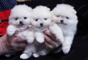 Reinrassige Pomeranian-Welpen ,, 