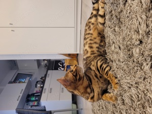 Bengal Kitten reinrassig