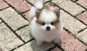 Atemberaubende weiße Pomeranian-Welpen