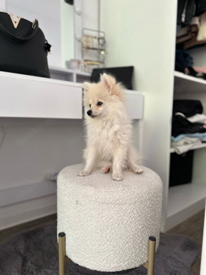 pomeranian spitz