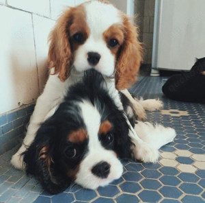 Süße Cavalier King Charles Spaniel Welpen