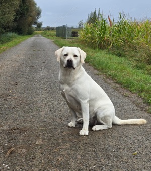 Labradoodle Wurfvorankündigung 