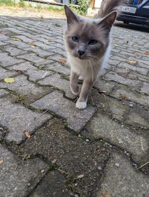 wunderhübsche Hl. birma katze in bluepoint 