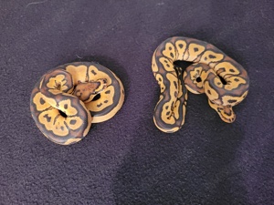 königspythons adulte tiere und enz2024