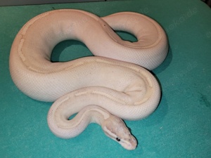 königspythons adulte tiere und enz2024