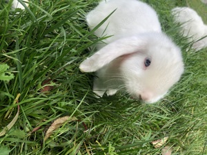 Zwergkaninchen, Mini Lop, Zwergwidder, lieb und zahm