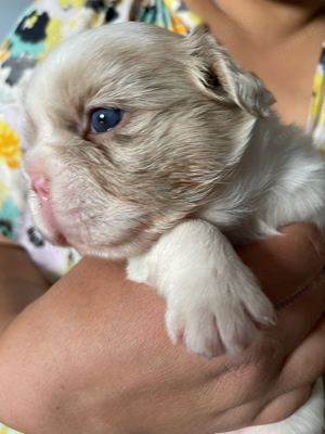 französische Bulldogge Fluffy Welpe weibchen sucht ein liebesvolles  zuhause