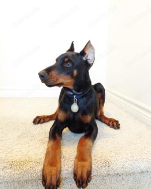 Dobermann Welpen suchen ein liebevolles neues zu Hause