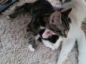 2 Kater (Kitten) abzugeben