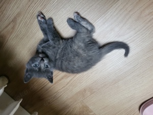 Kitten, Russisch Blue